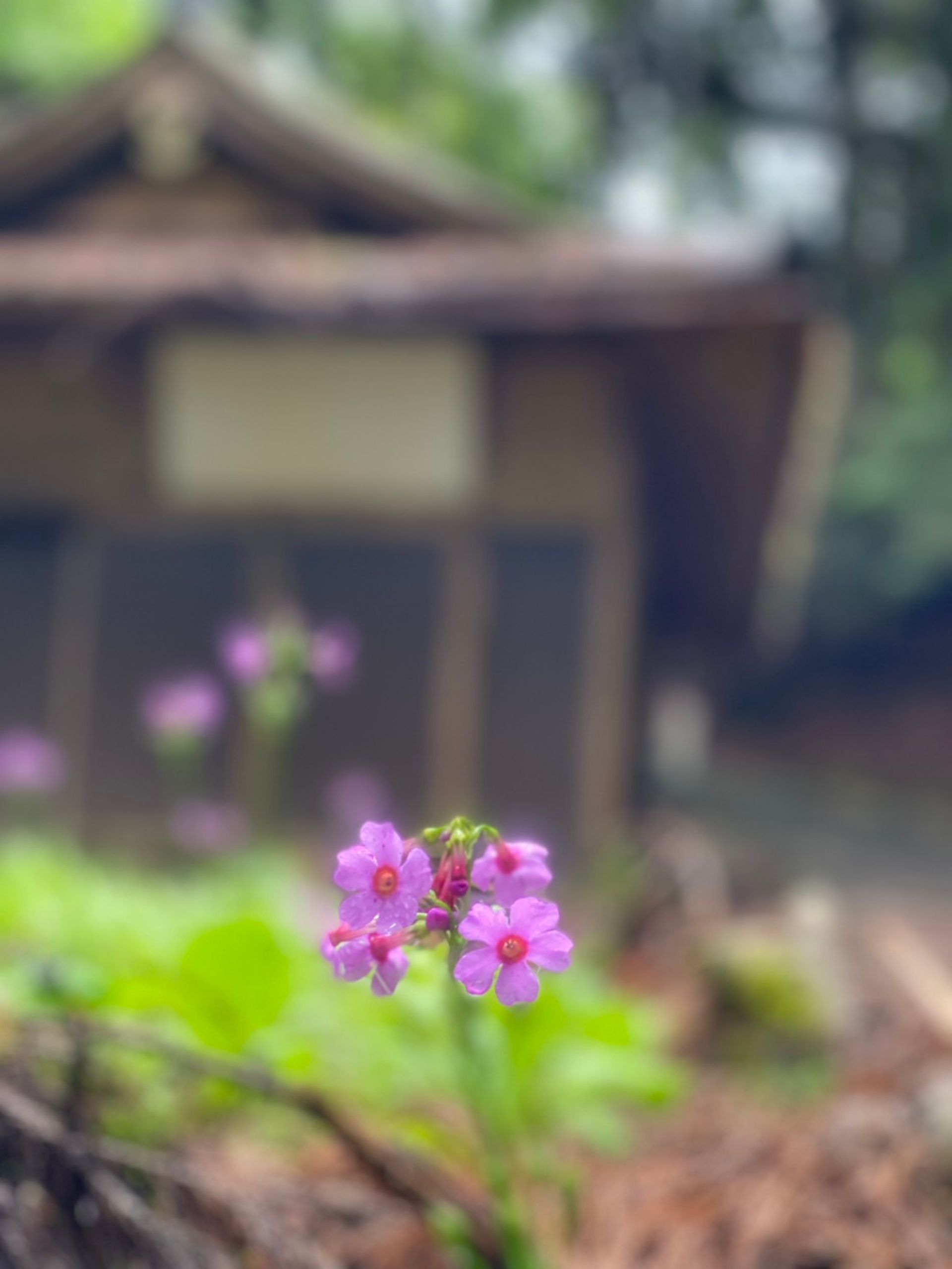 s__256278533